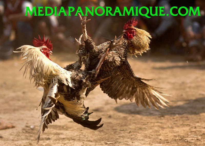 Đá Gà Trực Tiếp - sode777