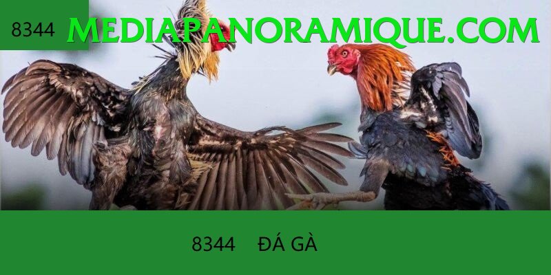 Đá Gà Trực Tiếp - Ưu đãi đặc biệt